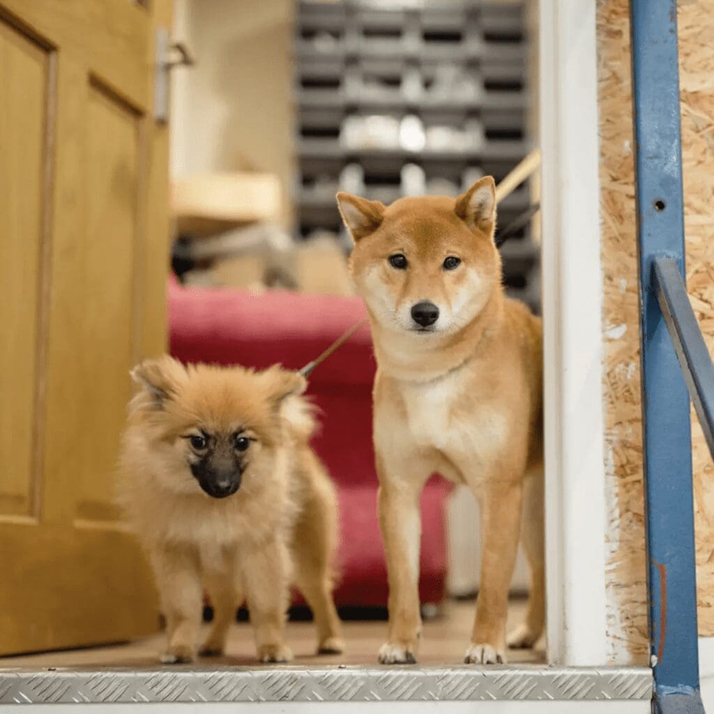 Blog - Brightside Pets