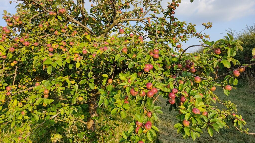 Cider Orchard 