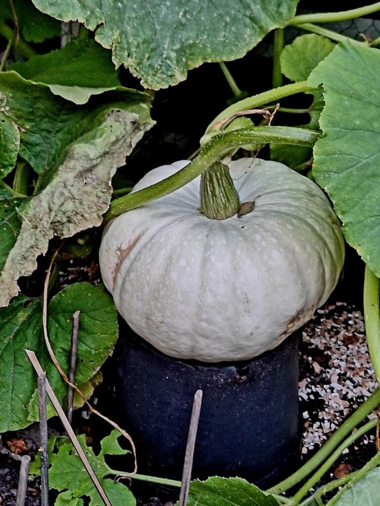 Pumpkin Squash