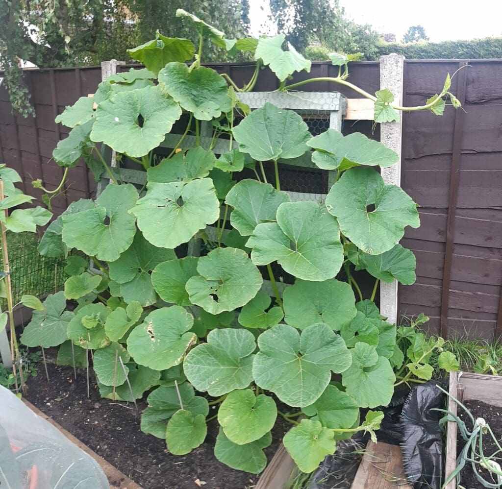 Squash Vines
