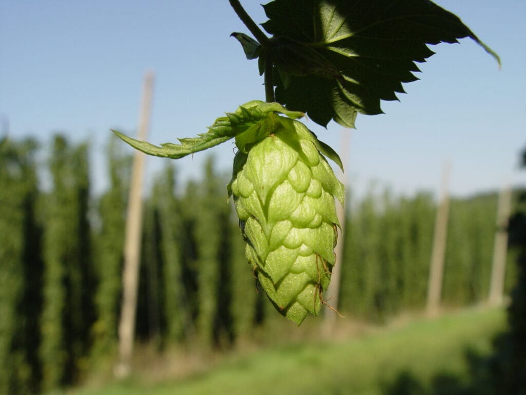 Beer Hop