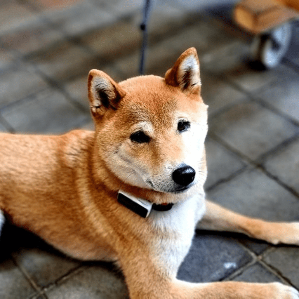 Indie Brightside Shiba Inu Dog